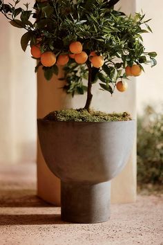 an orange tree growing in a concrete pot