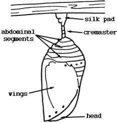 an insect's body and parts labeled in the diagram