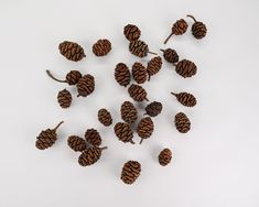 several pine cones are arranged on a white surface