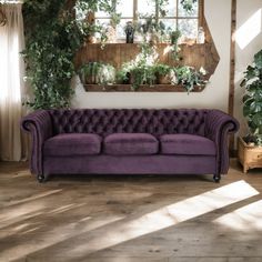 a purple couch sitting in front of a window with potted plants on the wall