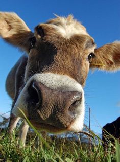 a brown cow standing on top of a lush green field