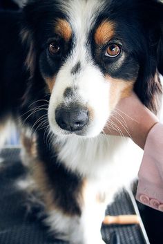 a close up of a dog being petted by a person's hand and holding it