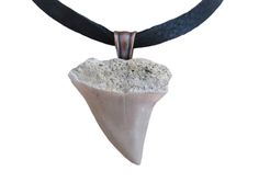 Mako Shark Tooth Necklace. The Tooth measure 1 3/4" L x 1" W and measures overall 2" long with detailed pendant bail. The 28" long adjustable soft buckskin leather thong and you can easily cut to desired length.  This tooth comes from Bone Valley located in Central Florida. The tooth has some feeding wear, but overall in Good Shape! It's a small beautiful tooth from a powerful shark!   Comes inside organza bag. makes a nice gift. Your tooth will last a long time if cared for properly. Remember i Shark Tooth Pendant, Mako Shark, Beautiful Teeth, Animal Teeth, Artisan Jewelry Necklaces, Shark Tooth Necklace, Tooth Necklace, Bone Jewelry, Pendant Bails