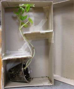 a plant is growing out of an open box