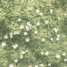 some white flowers and green leaves in the grass