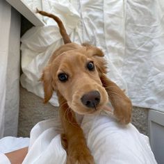 a brown dog sitting on top of a person's leg in bed with white sheets