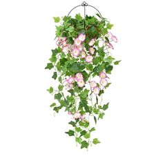 a hanging plant with pink flowers and green leaves on it's side, isolated against a white background