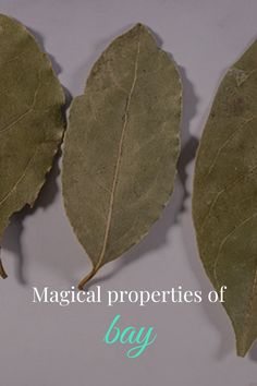 three leaves with the words magic properties of bay