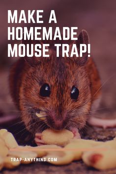 a mouse eating a piece of food with the words make a homemade mouse trap