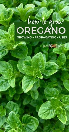 how to grow oregano growing - propagating uses