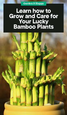 a close up of a plant with the title learn how to grow and care for your lucky bamboo plants