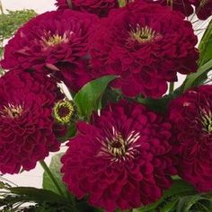 a vase filled with red flowers on top of a table