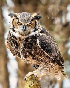 an owl perched on top of a tree stump in the woods - stock photo - images