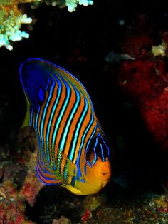 an orange and blue striped fish swimming in the water near some corals on the ocean floor