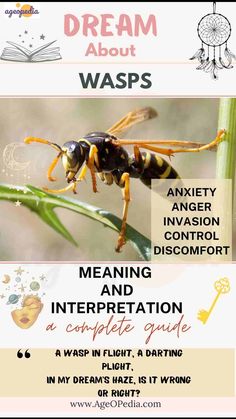 Dream about Wasps Biblical & Spiritual meaning, interpretation, good or bad #Dream #Wasps #Biblical #Spiritual #meaning, #interpretation Wasp, Spiritual Journey, Anger, Insects