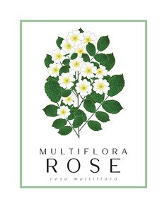 the logo for multflora rose, with white flowers and green leaves on it