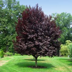 a tree with purple leaves in the middle of a grassy area next to some trees