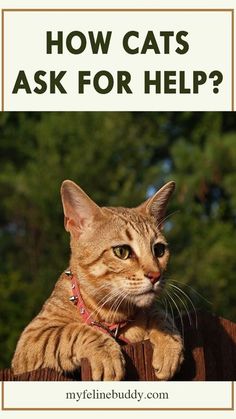 a cat sitting on top of a wooden fence with the words how cats ask for help?