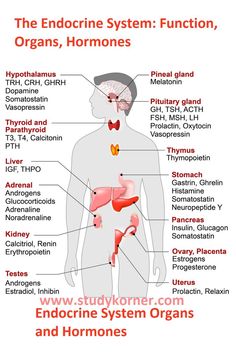 The anterior pituitary produces seven hormones. These are the growth hormone (GH), thyroid-stimulating hormone (TSH), adrenocorticotropic hormone (ACTH), follicle-stimulating hormone (FSH), luteinizing hormone (LH), beta endorphin, and prolactin.

The following are integral parts of the endocrine system:
Hypothalamus
Pineal body
Pituitary
Thyroid and parathyroid
Thymus
Adrenal gland
Pancreas
Ovary Medical Printables, Anatomy Notes, Nerve Anatomy, Nurse Notes, School Preparation