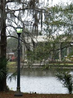 a lamp post sitting next to a body of water under a tree covered in spanish moss