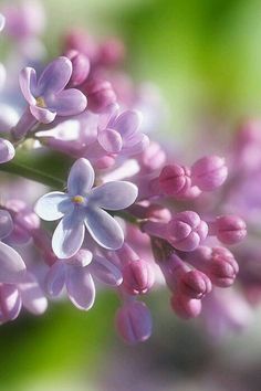 purple and white flowers with water droplets on them are photographed in this close up photo