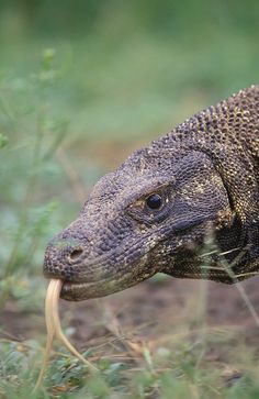 an iguana walking in the grass with it's mouth open and tongue out