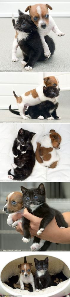 four different pictures of dogs and cats playing together in a bowl with their owner's hands