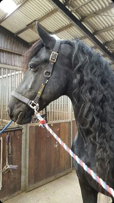 a black horse with long curly hair tied up to a rope in an enclosed area