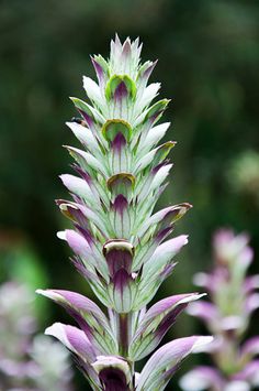 purple and white flowers with green leaves in the background