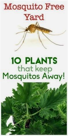 Mosquito Plants, Mosquito Repelling Plants, Diy Gardening, Kew Gardens, Garden Pests, Garden Landscape, Insect Repellent, Mosquito Repellent, Cool Ideas