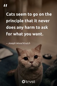 "Cats seem to go on the principle that it never does any harm to ask for what you want." - Joseph Wood Krutch In their simple wisdom, cats teach us not to keep our wants and needs to ourselves. May we all learn to ask express our desires without fear, just as our feline friends do. #trvst #quotes #planetearthfirst #impact #meow #cat #CatQuotes #speakyourmind #lifelessons 📷 @se7wyn Wants And Needs