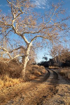 a dirt road in the middle of a dry grass field next to a bare tree