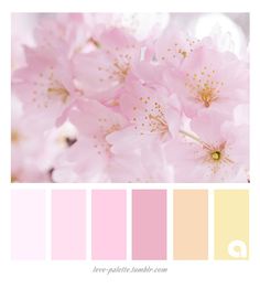 pink flowers with yellow centers are featured in this color palette