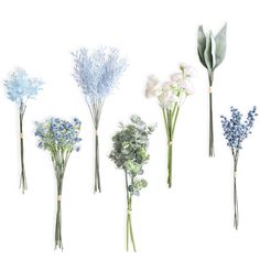 six different types of flowers are arranged in a row