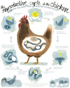 an illustrated poster shows the different types of chickens and how they can be used to make them