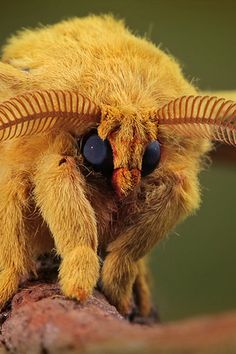 a close up view of a yellow insect with long horns