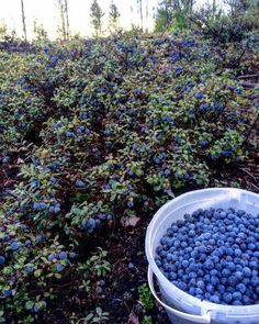 a bucket full of blueberries sitting on the ground