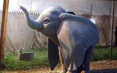 an elephant is standing in the grass with its trunk on top of it's head