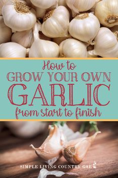 garlic with the title how to grow your own garlic from start to finish