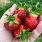 a person holding three strawberries in their hands