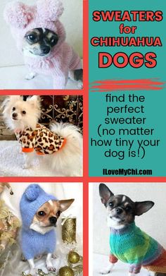 there are four pictures of dogs wearing sweaters and hats with words over them that read, sweaters for chihuahua dogs find the perfect sweater no matter how tiny your dog is