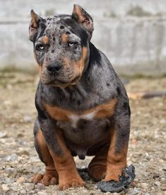 a black and brown dog sitting on top of gravel