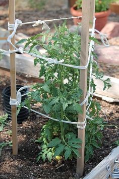 a tomato plant is growing in the garden