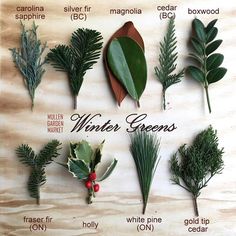 the different types of evergreens are displayed on a wooden board with words describing them