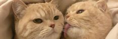 two cats laying on top of each other under a white blanket with their mouths open