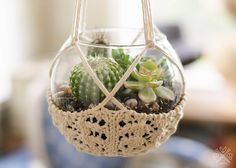 a glass hanging planter filled with succulents