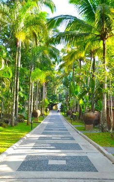 an empty street lined with palm trees and potted plants