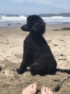 a black poodle sitting on top of a sandy beach next to the ocean with its owner's feet in the sand