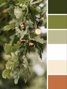 a tree with lots of green leaves and brown berries