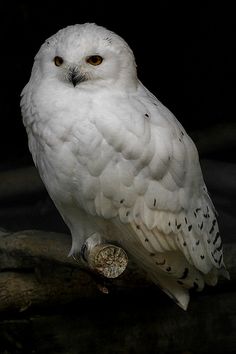 a white owl sitting on top of a tree branch